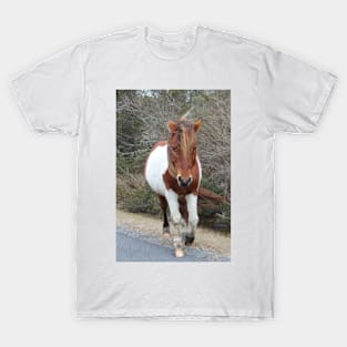 Assateague Pony - Virginia T-Shirt